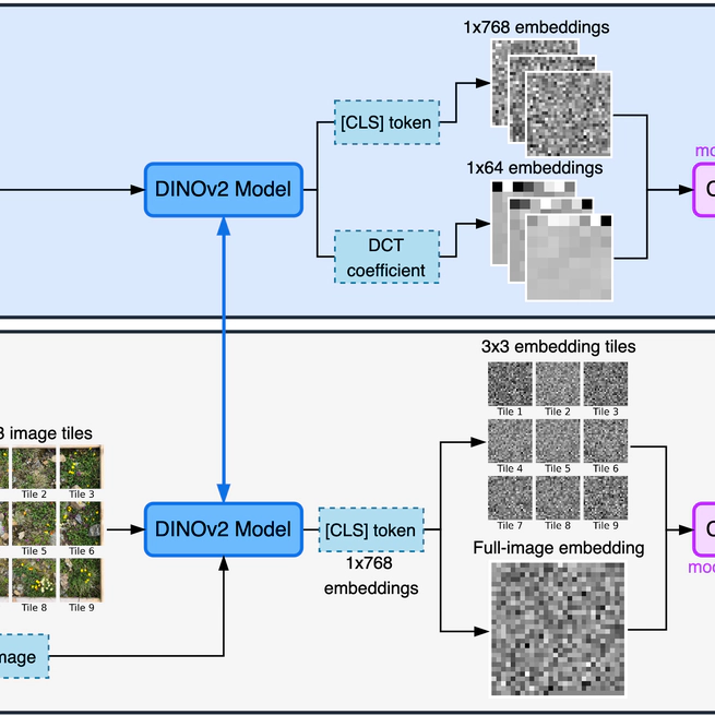 Multi-Label Plant Species Classification with Self-Supervised Vision Transformers