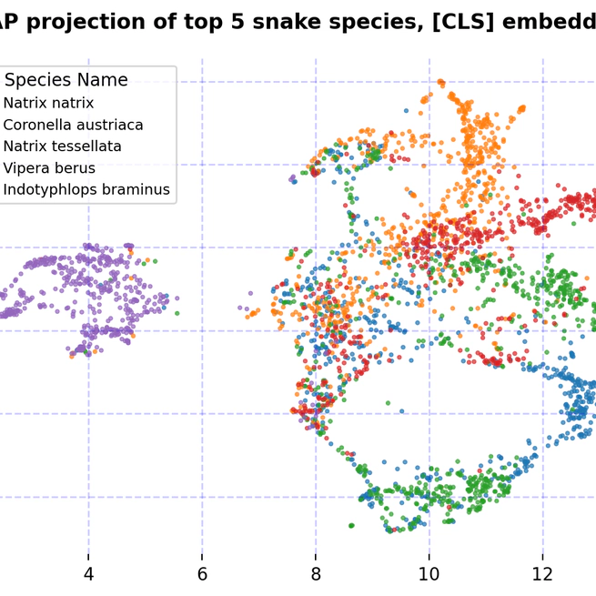 Transfer Learning with Self-Supervised Vision Transformers for Snake Identification