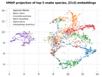 Transfer Learning with Self-Supervised Vision Transformers for Snake Identification